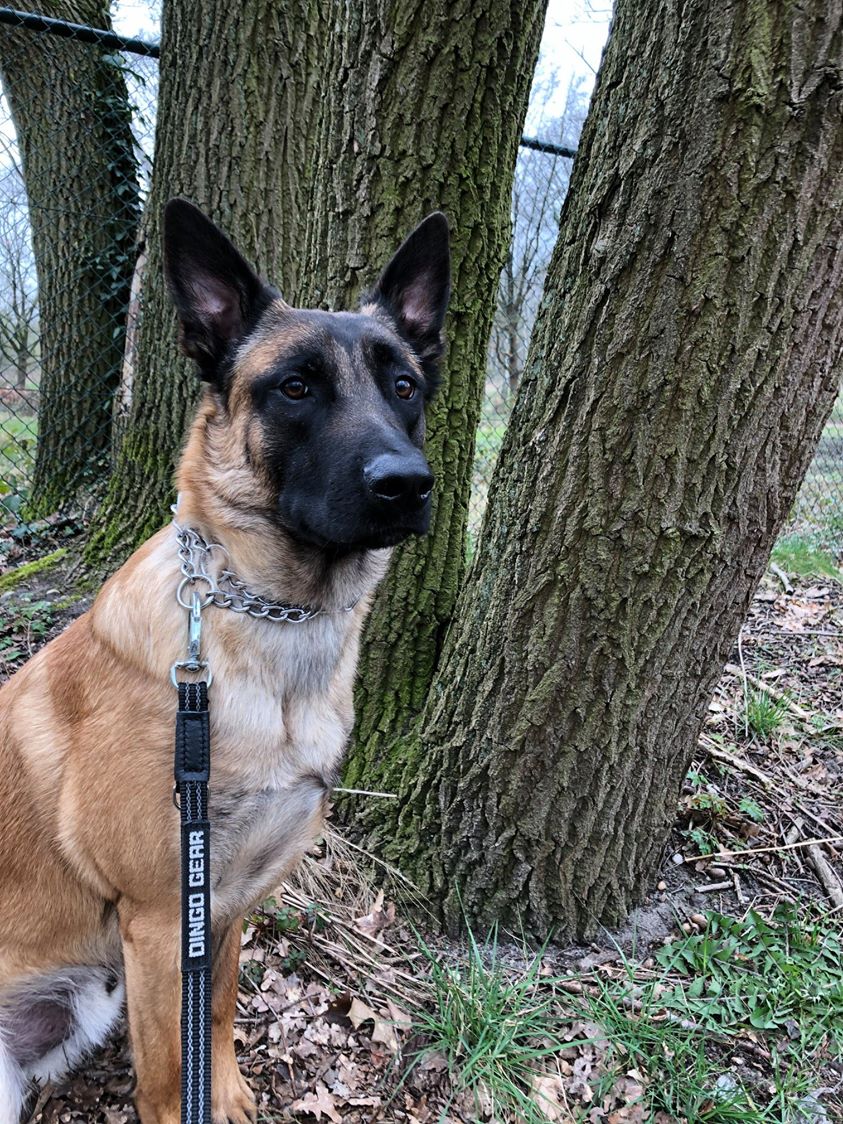 Dingo Gear – Egyszerű póráz gumírozott fogantyúval