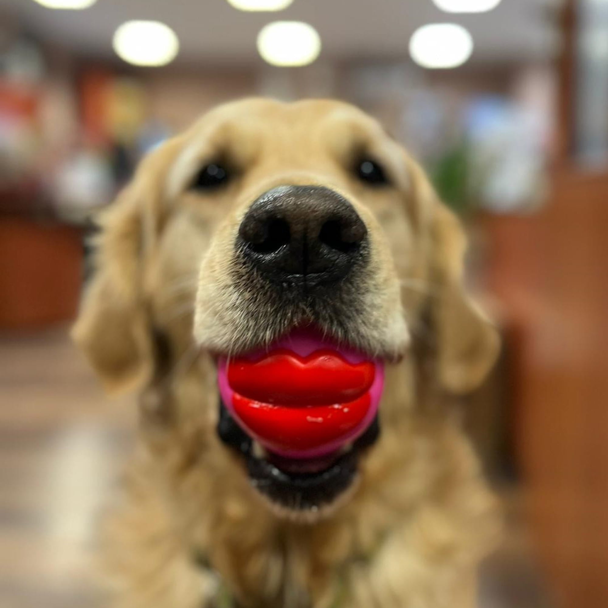 Minge pentru câine Lips