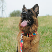 America Nevada Standard Dog Leash