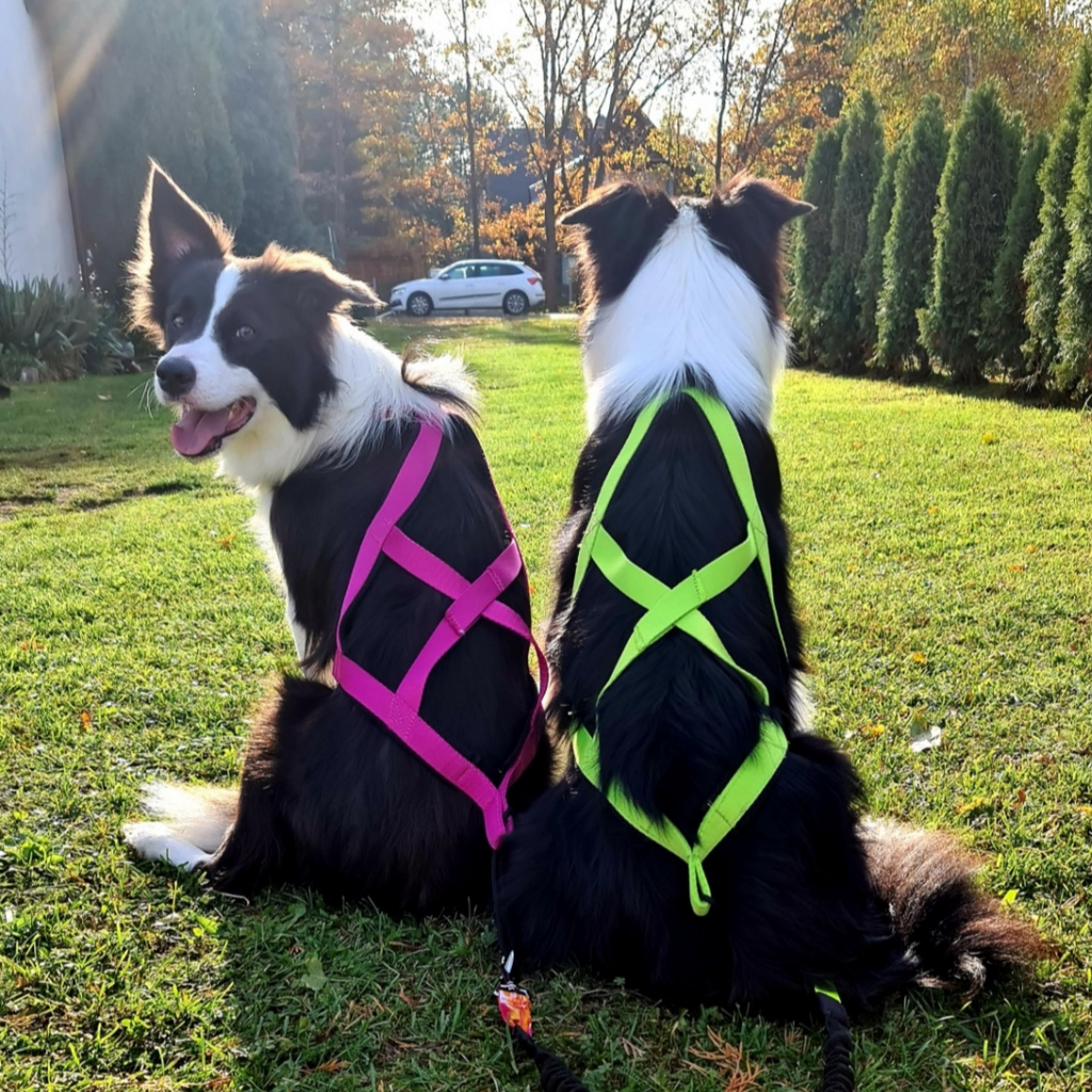 Vontatóhám dogtrekkinghez