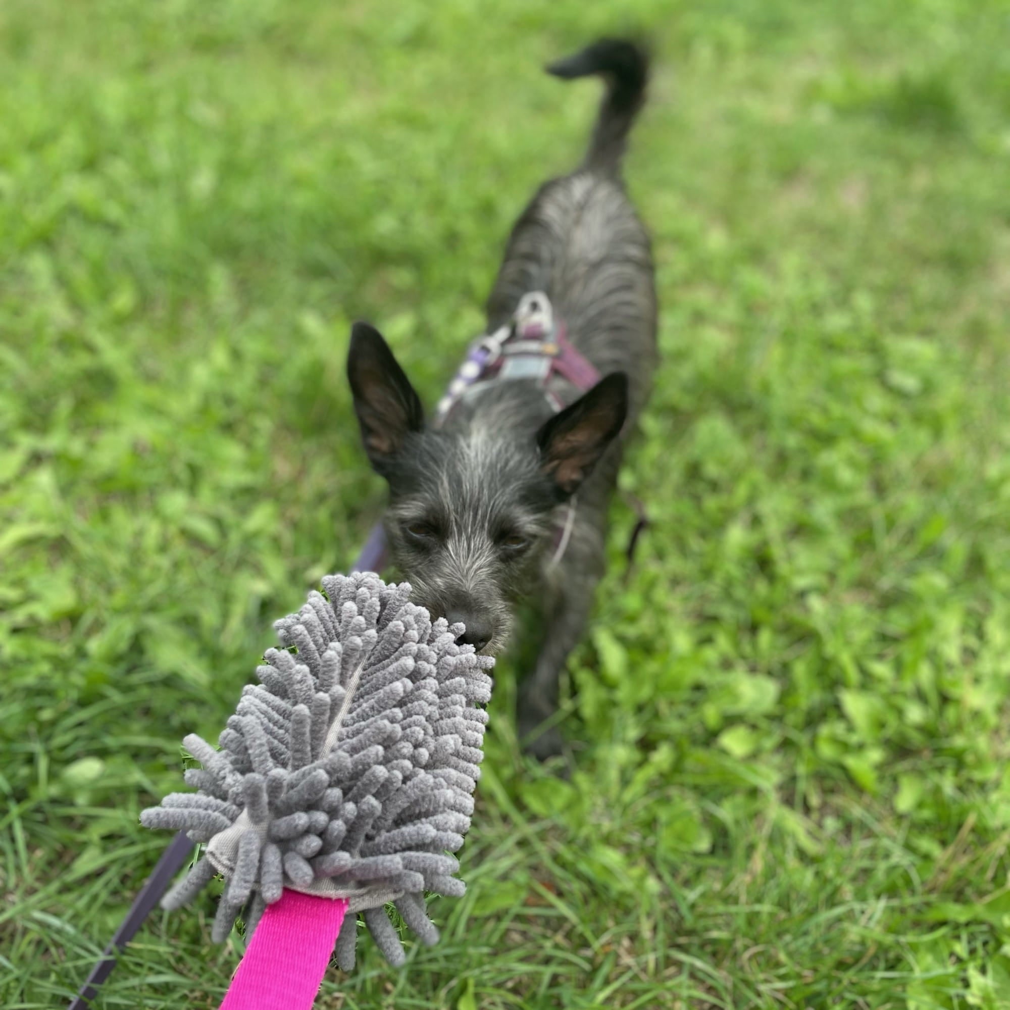 Jucărie tip mop pentru tras cu fluier pentru câini