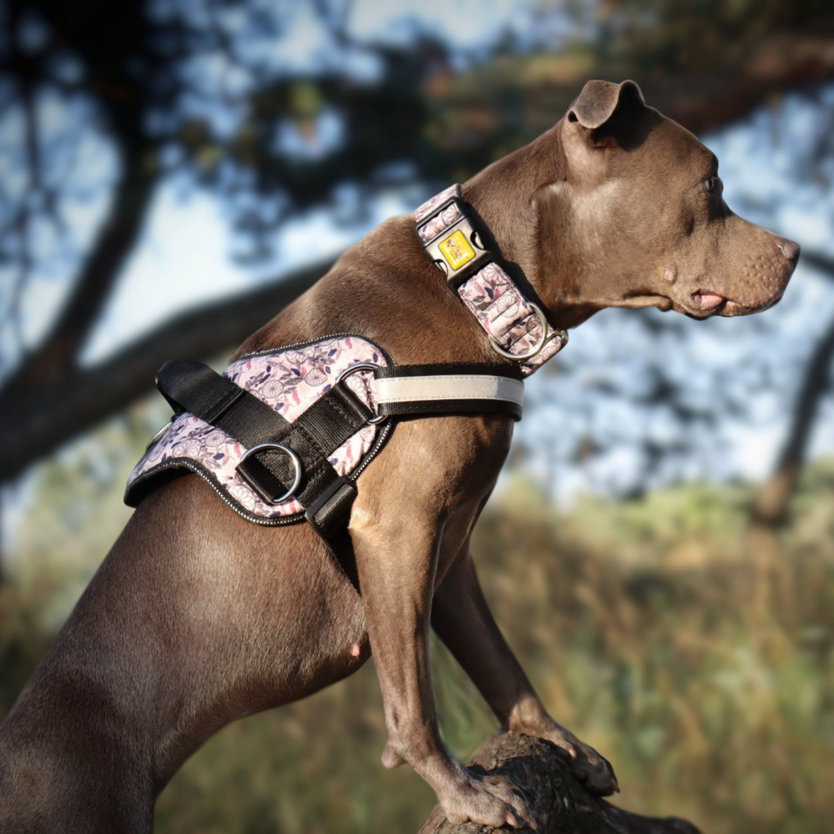 STRONG AMERICA GEORGIA Dog Harness