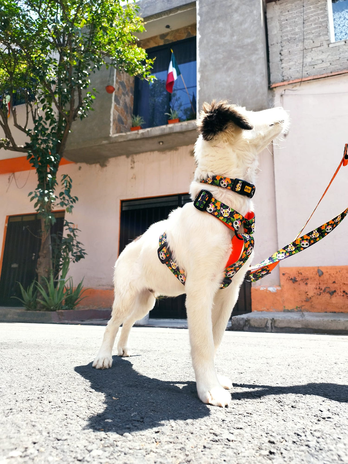 Állítható City Chiapas nyakörv