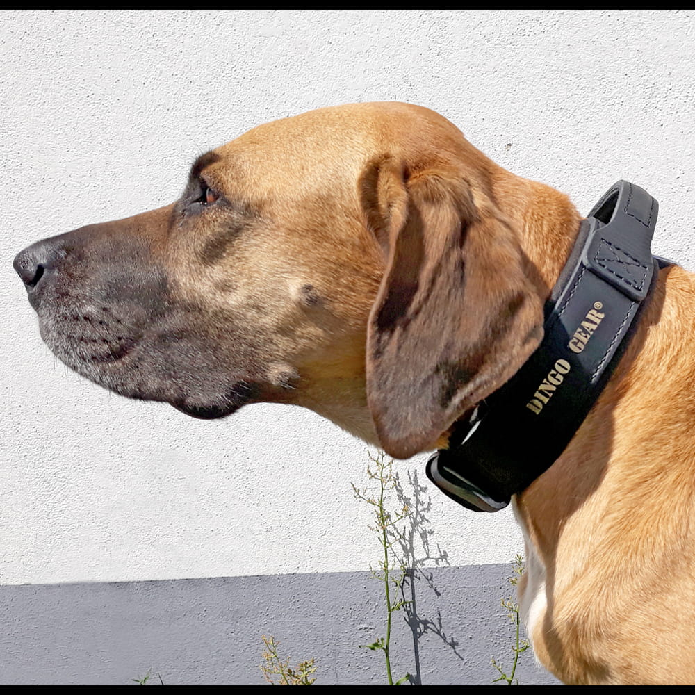 Dingo Gear – DRAGO szalagos nyakörv fogantyúval, fekete