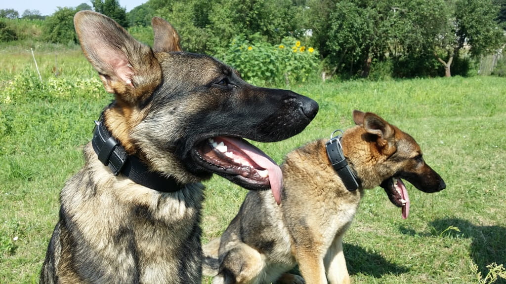 Dingo Gear MAX – természetes bőr nyakörv, fekete