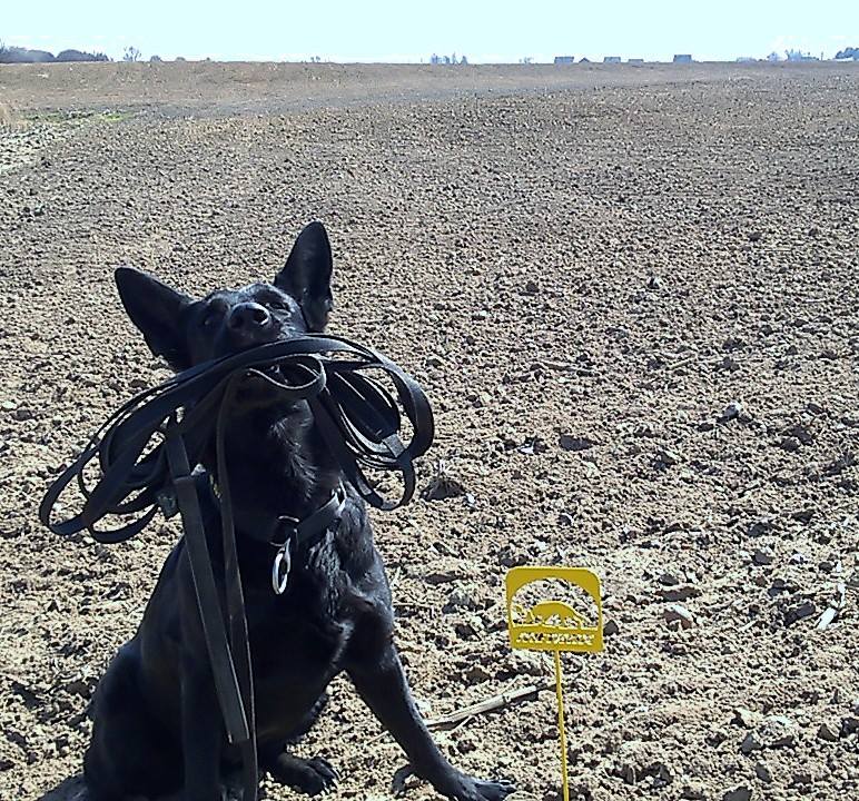 Dingo Gear – Gumis szalagos kiképzőpóráz, fogantyú nélkül – nagytestű kutyáknak
