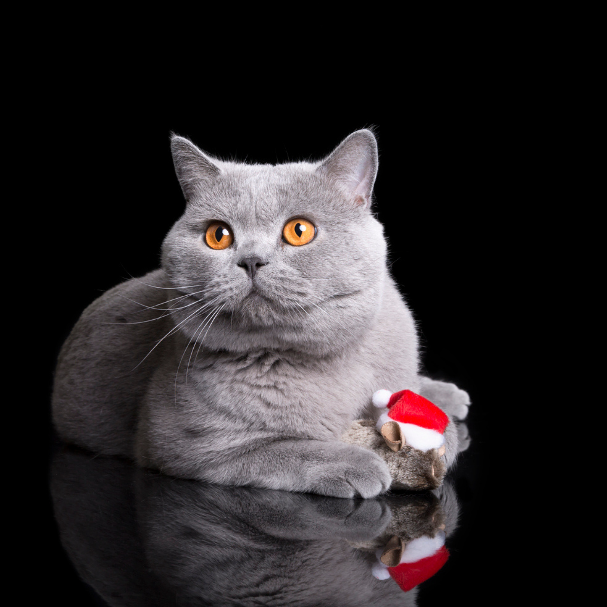 Șoricel santa – jucărie de crăciun pentru pisici
