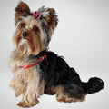 Yorkie sonkás szendvics kristálylábbal NEW YORK