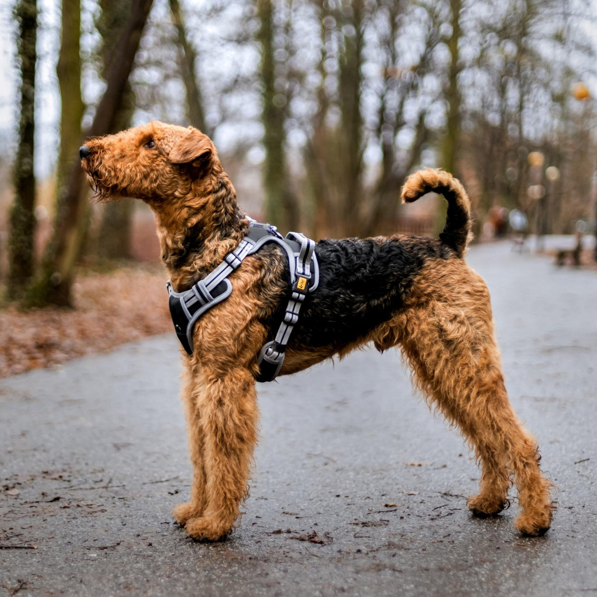 Dynamic Pressure-Relief Dog Harness
