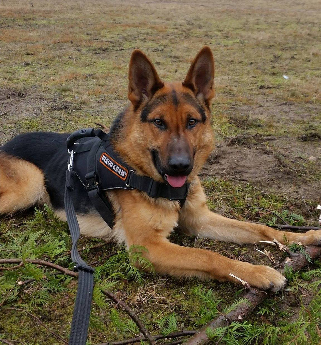 Dingo Gear EXTREME COBRA-SYSTEM – Kutyahám extrém használatra tervezve