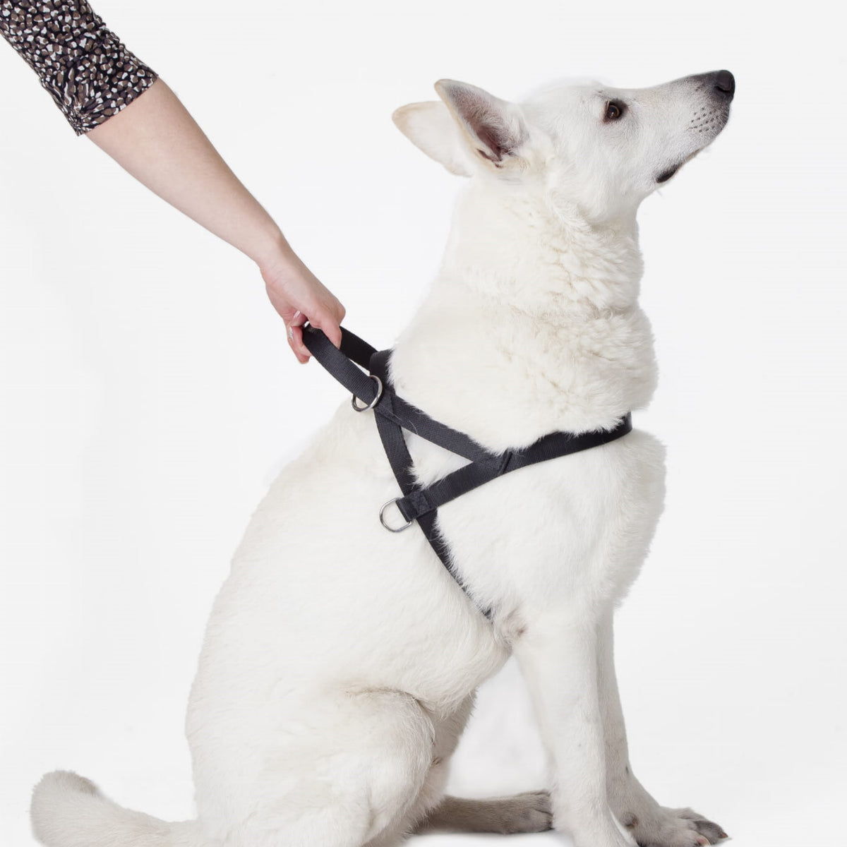 FINNISH Webbing Dog Harness