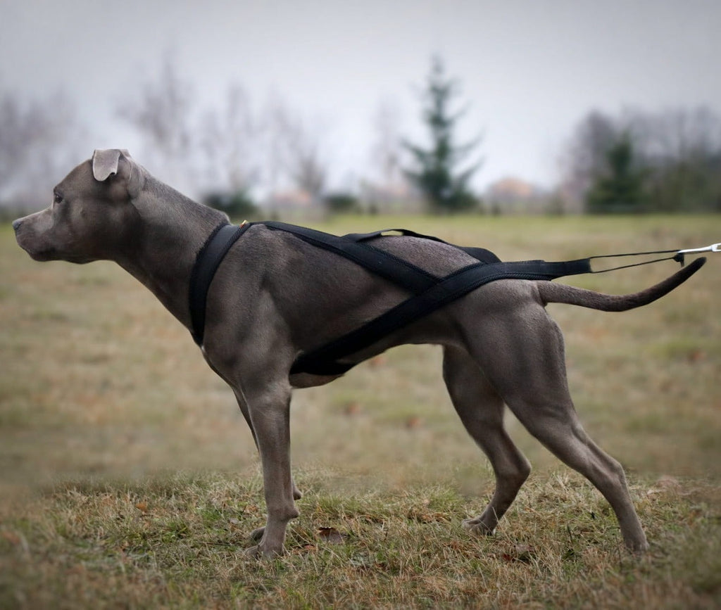 Vontatóhám dogtrekkinghez