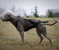 Vontatóhám dogtrekkinghez