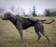 Húzóhám dogtrekkinghez