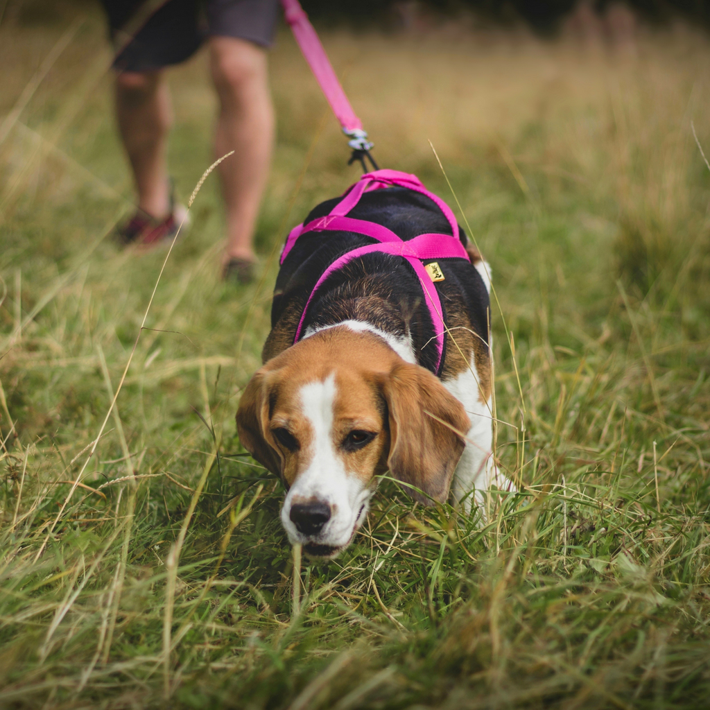 Vontatóhám dogtrekkinghez