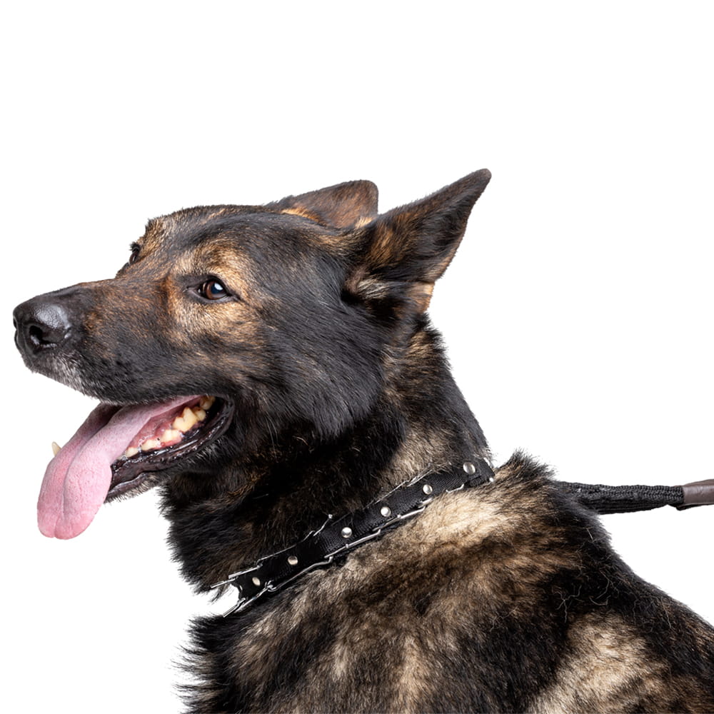 Dingo Gear – rejtett tüskés nyakörv, állítható szíjjal
