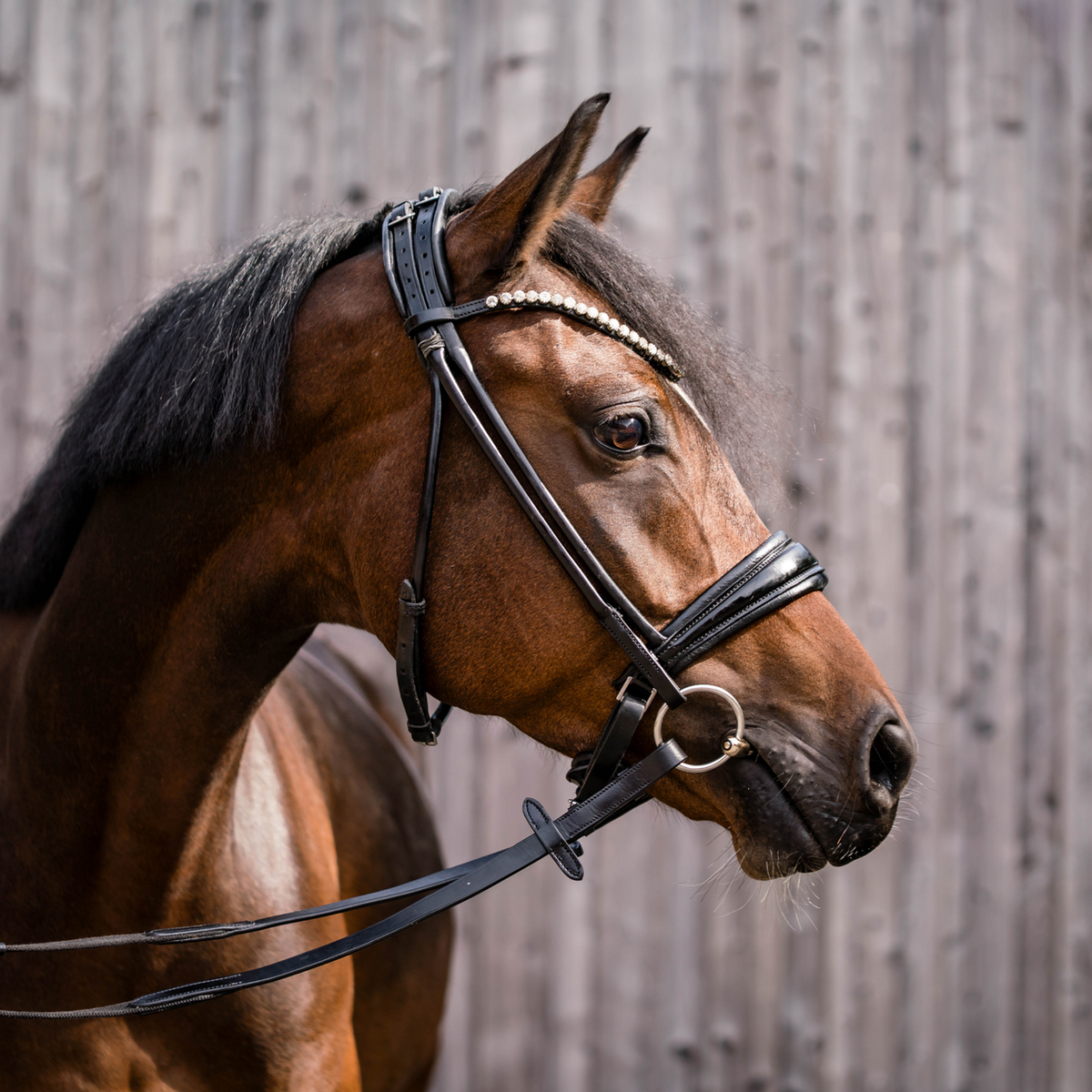 Bridon novocontact, cu două articulații - Sensogan