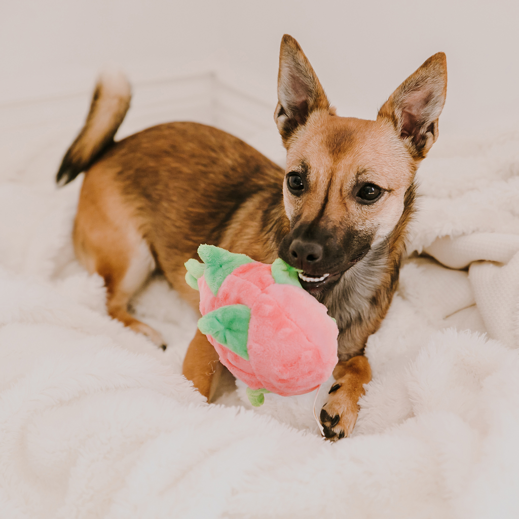 Jucărie plush pentru câine Pitaya