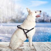 FINNISH Webbing Dog Harness