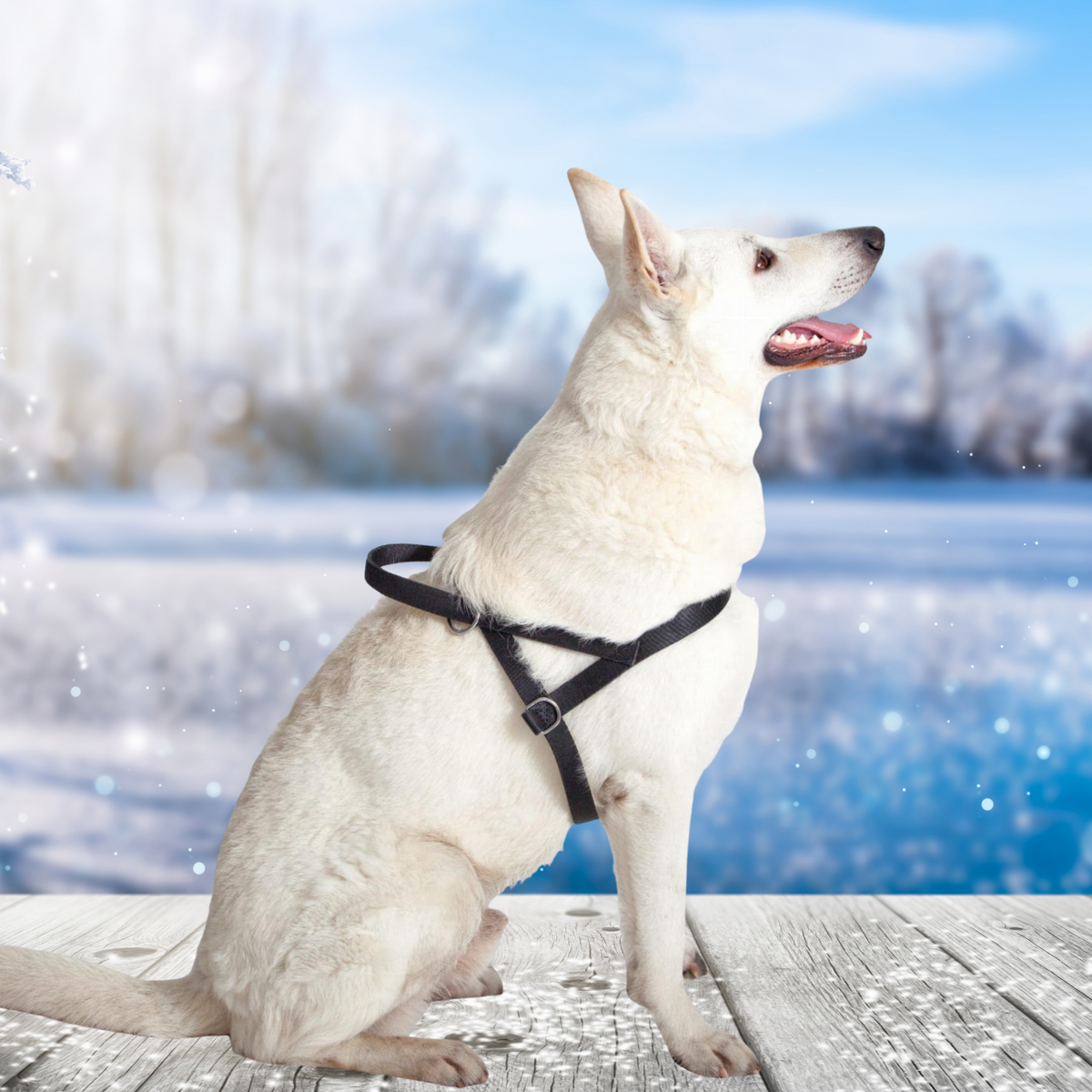 FINNISH Webbing Dog Harness