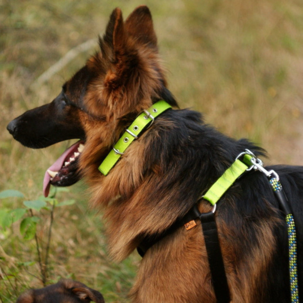 ENERGY Step-in Harness