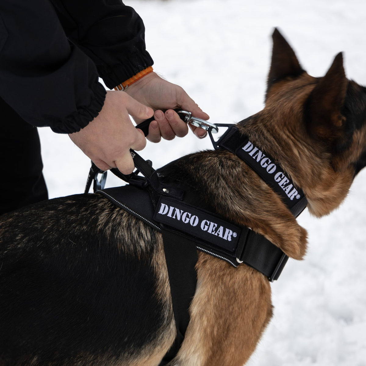 Dingo Gear – Working Dog Harness with COBRA System