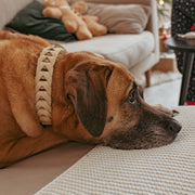 Shell Dog Collar